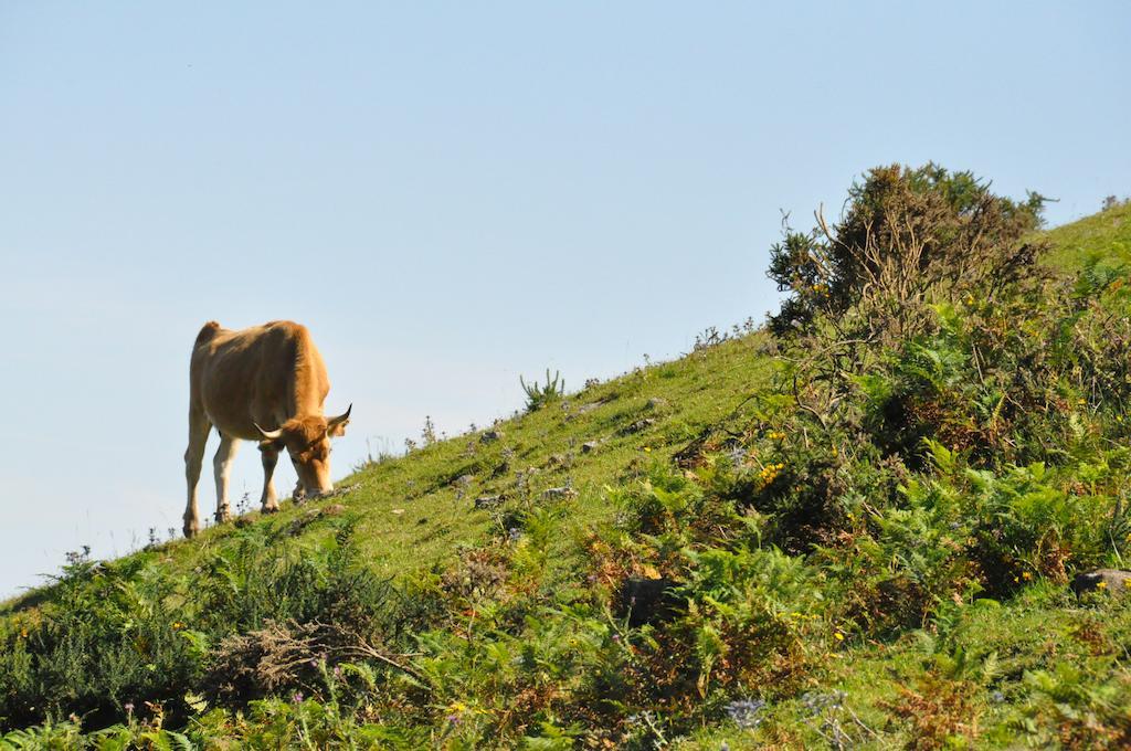 Casa Rural La Riba Sames エクステリア 写真